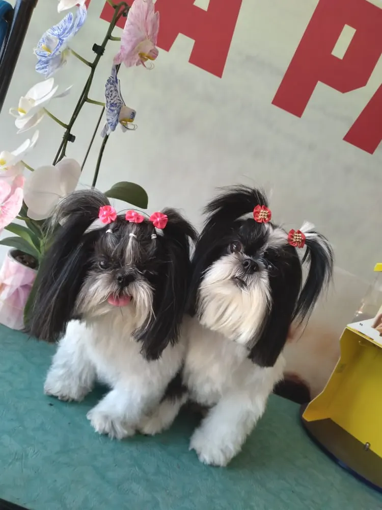 Agro Pet | Veterinária e Pet Shop | em Vilhena — foto 6