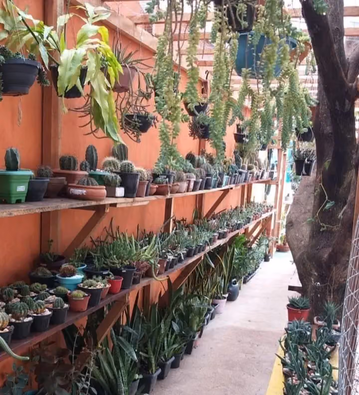 ATELIÊ MUSGO VERDE