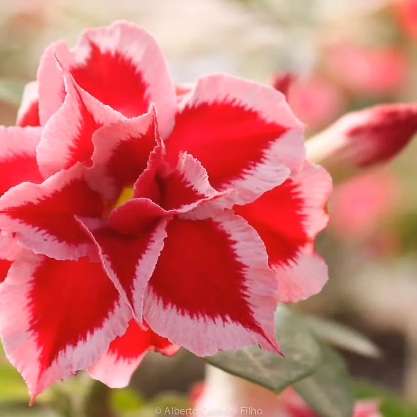 B&C Flores