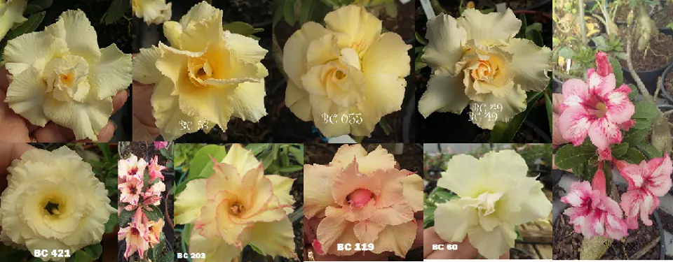 B&C Flores — foto 1