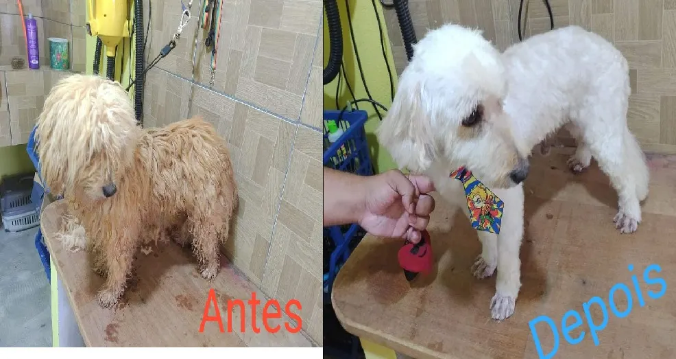 Banho e tosa Patinhas de ouro — foto 1