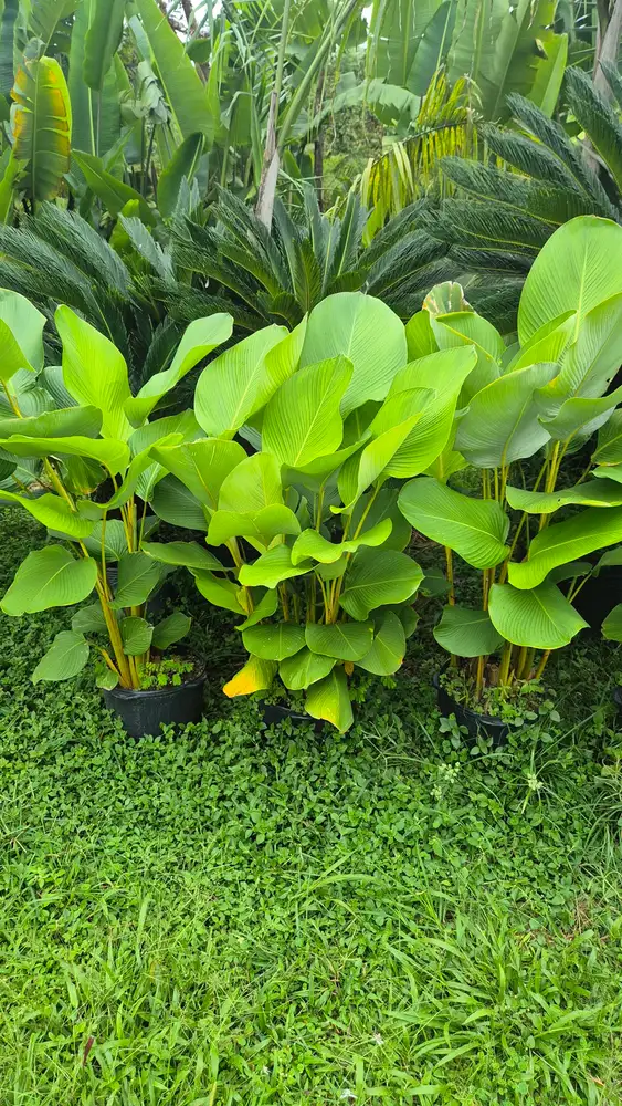Chácara C&A — foto 5