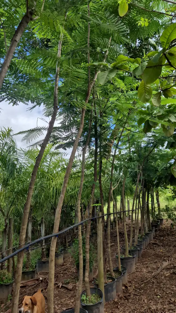 Chácara C&A — foto 1