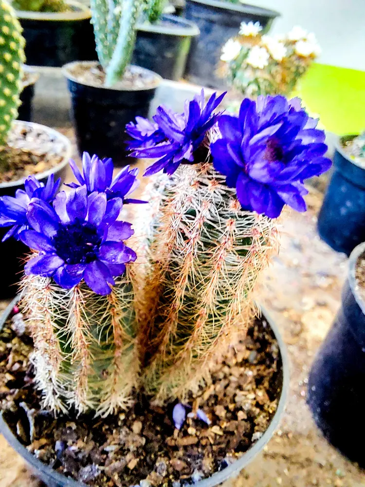 Chácara Zonta — foto 2