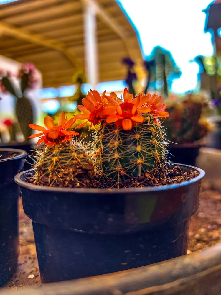 Chácara Zonta — foto 5