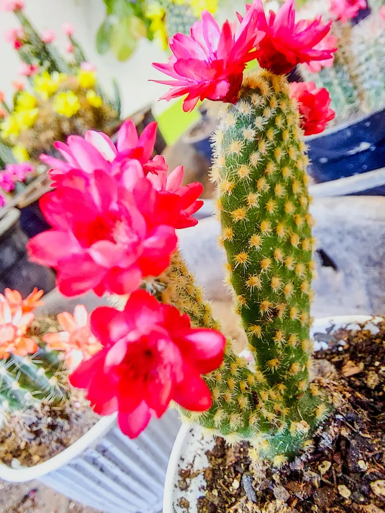 Chácara Zonta — foto 3