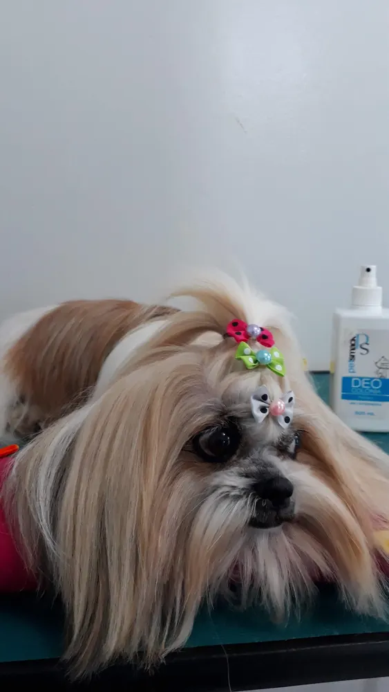 Clínica Veterinária São João — foto 5