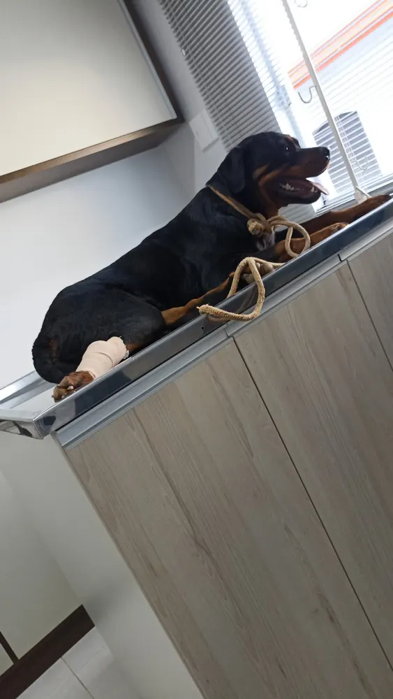 Clínica Veterinária São João — foto 6