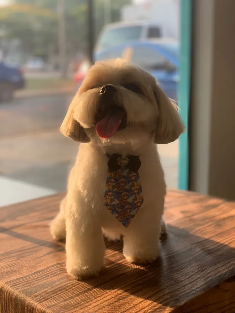 DUCHA PET — foto 1