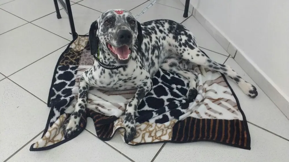 DUCHA PET — foto 2