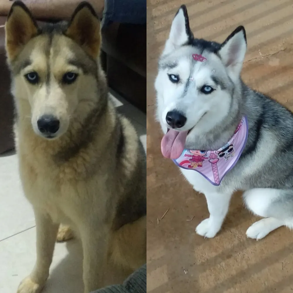 DUCHA PET — foto 4