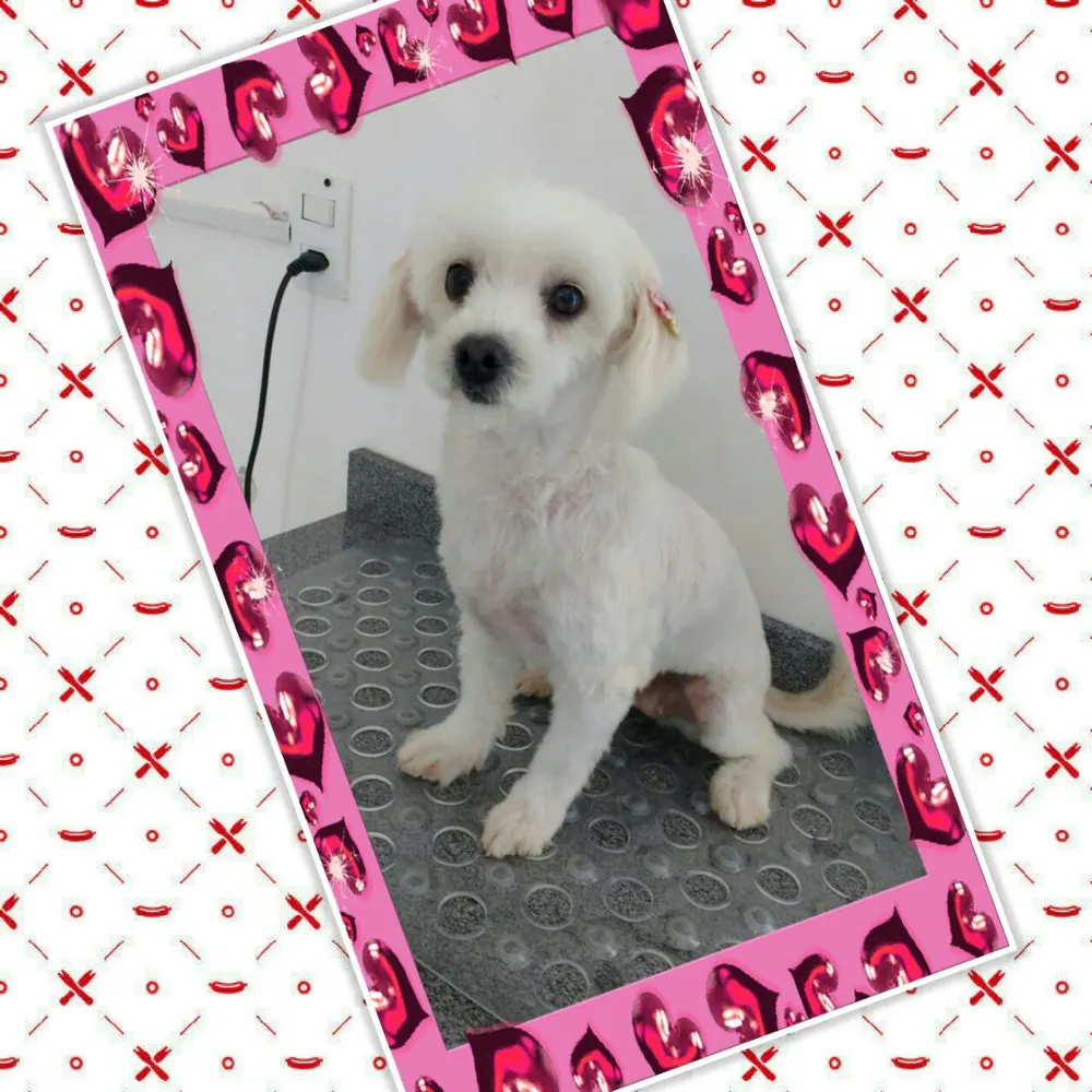 DUCHA PET — foto 5