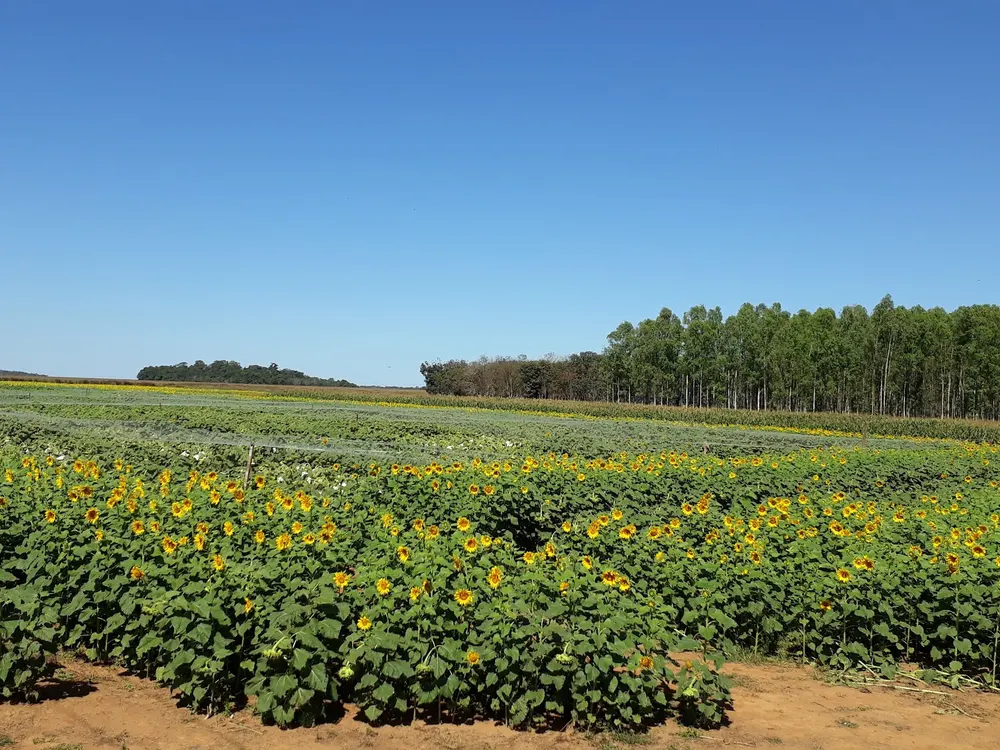 Embrapa - Campo Experimental de Vilhena — foto 3