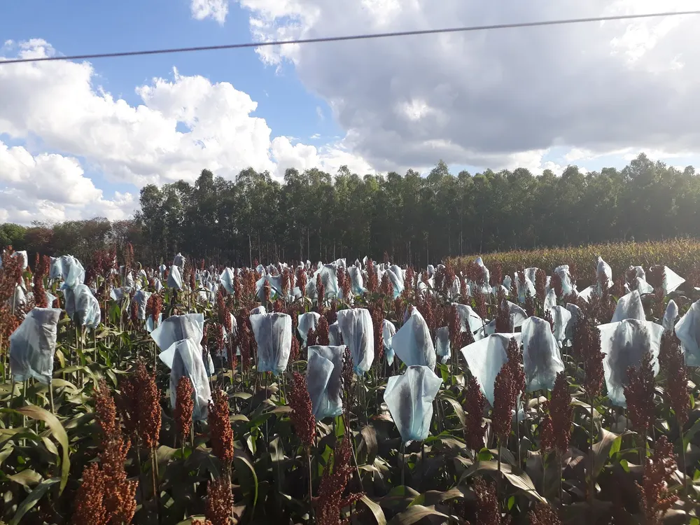 Embrapa - Campo Experimental de Vilhena — foto 4