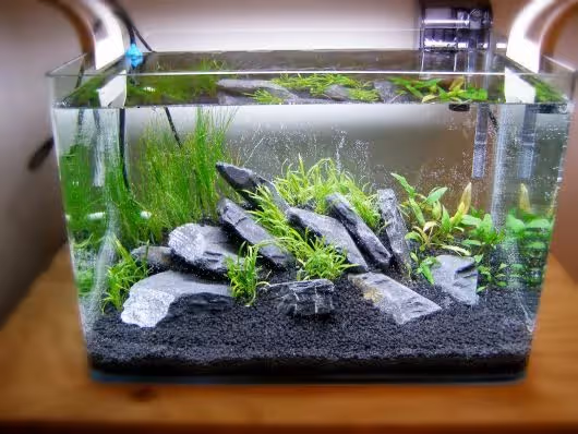 F.A PEIXES ORNAMENTAIS