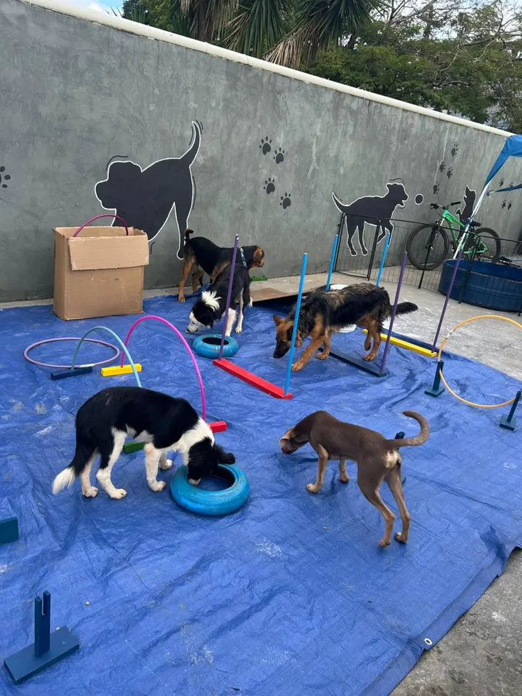 FIRE Creche Canina & Hotel Pet — foto 1