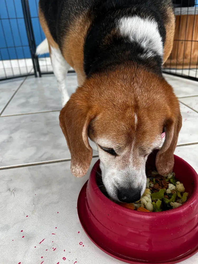 FIRE Creche Canina & Hotel Pet — foto 6