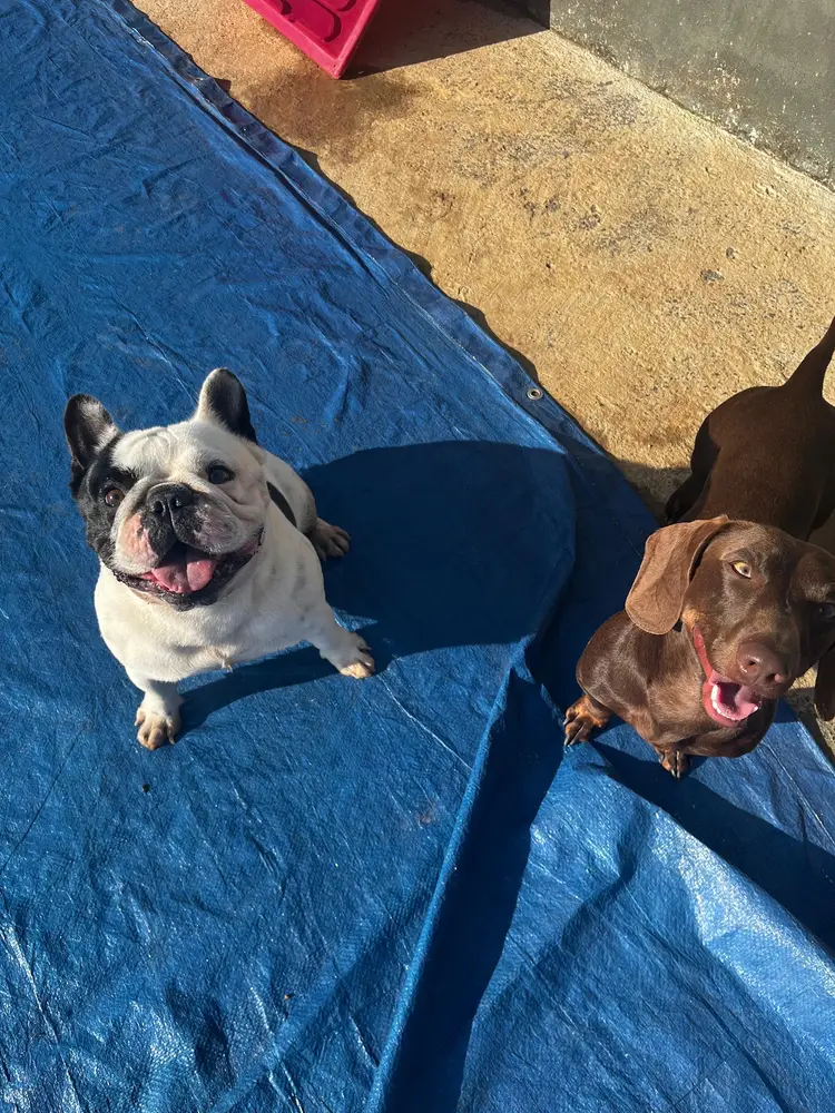 FIRE Creche Canina & Hotel Pet — foto 2