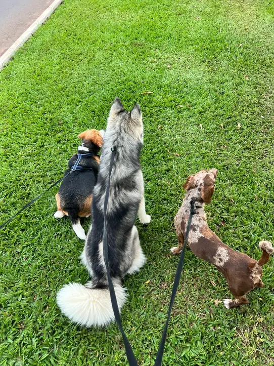 FIRE Creche Canina & Hotel Pet — foto 3