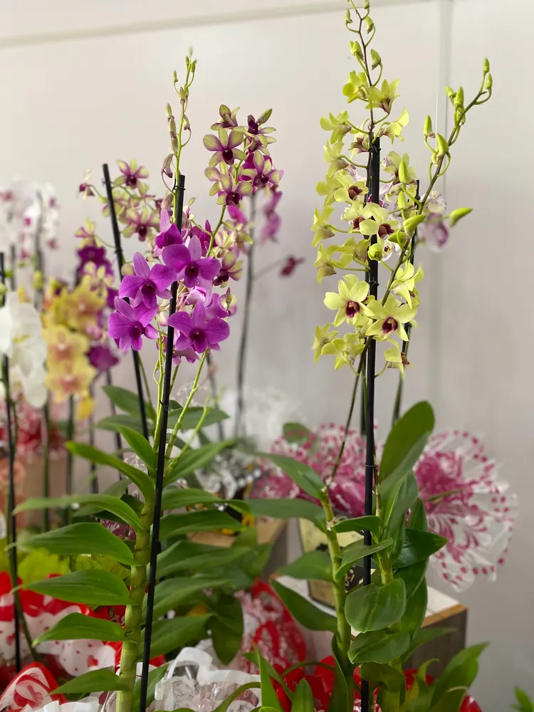 Floricultura Ibra Flores — foto 3