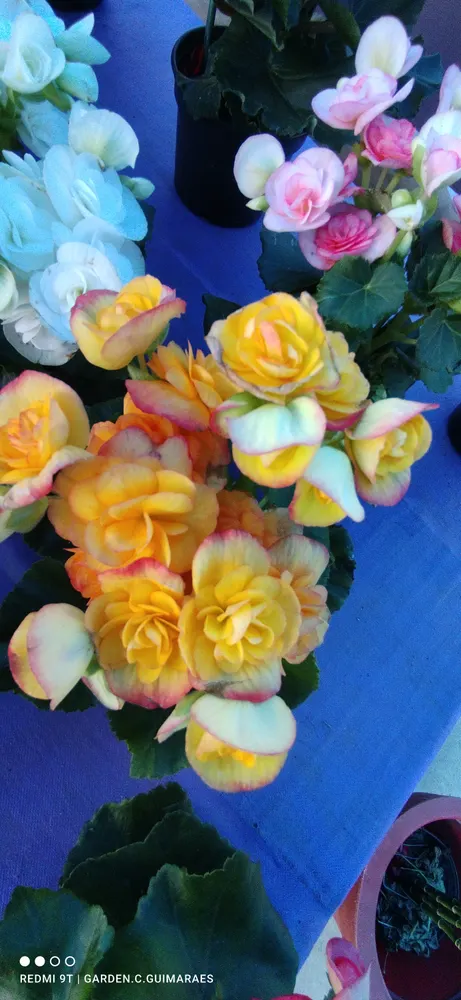 Garden Center Guimarães - Viveiro e Floricultura Centro — foto 4