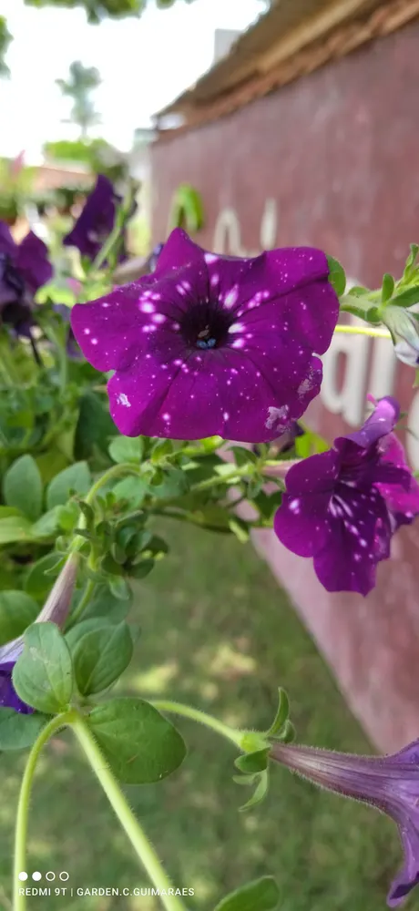 Garden Center Guimarães - Viveiro e Floricultura Centro — foto 6