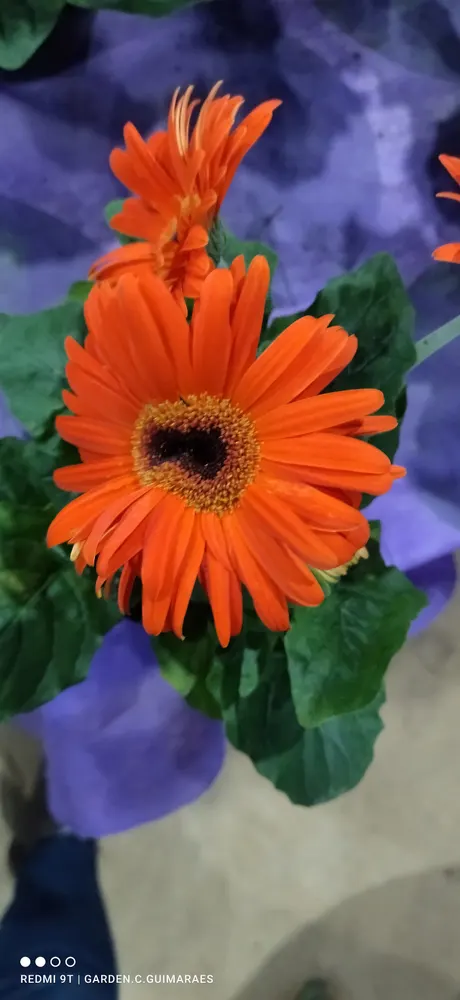 Garden Center Guimarães - Viveiro e Floricultura Centro — foto 5