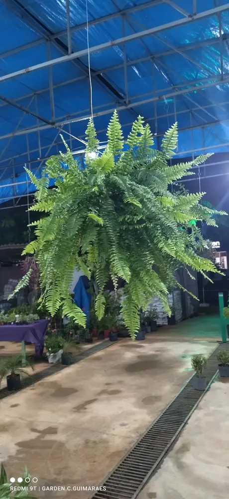 Garden Center Guimarães - Viveiro e Floricultura Centro — foto 1