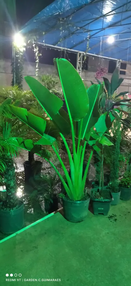 Garden Center Guimarães - Viveiro e Floricultura Centro — foto 2