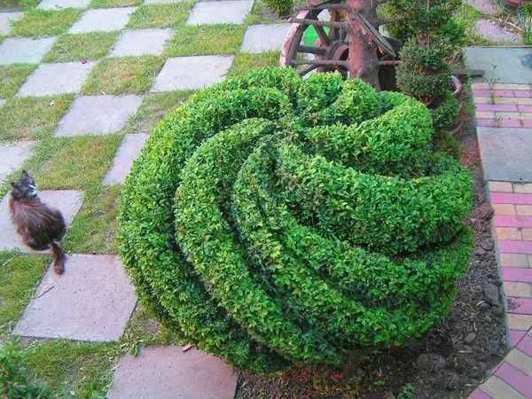 O jardineiro paisagista (Lucas) — foto 4
