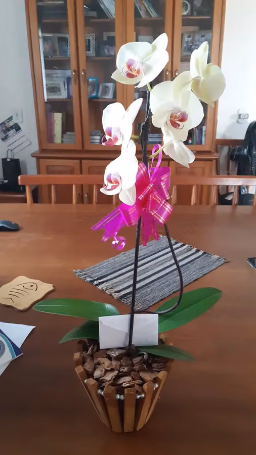 Orquidário Pai E Filho Centro