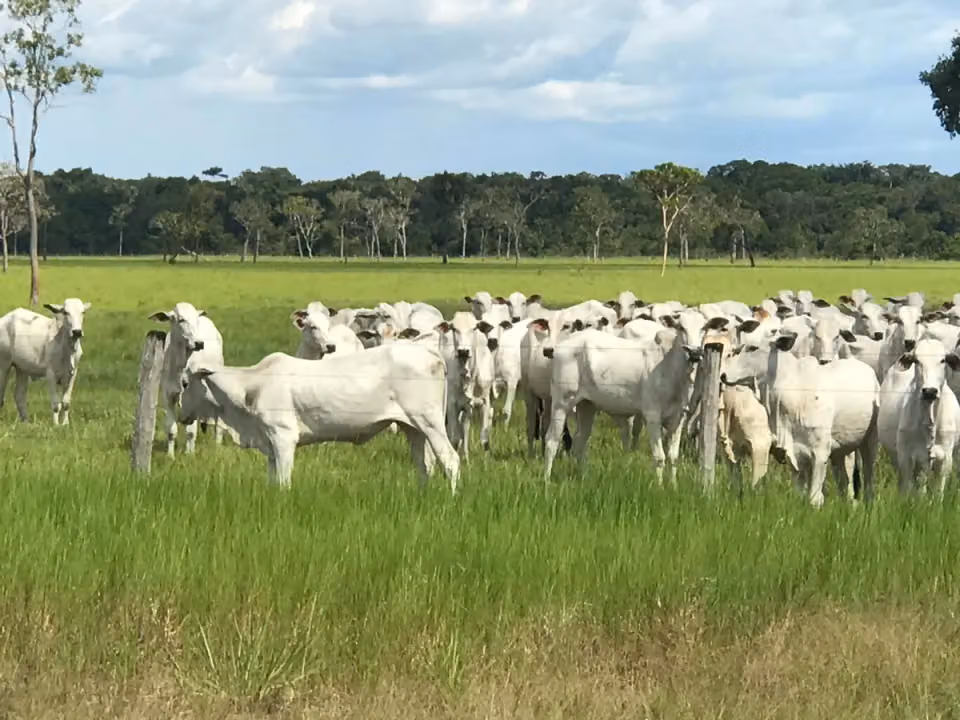 PROAGRO Agronegócios