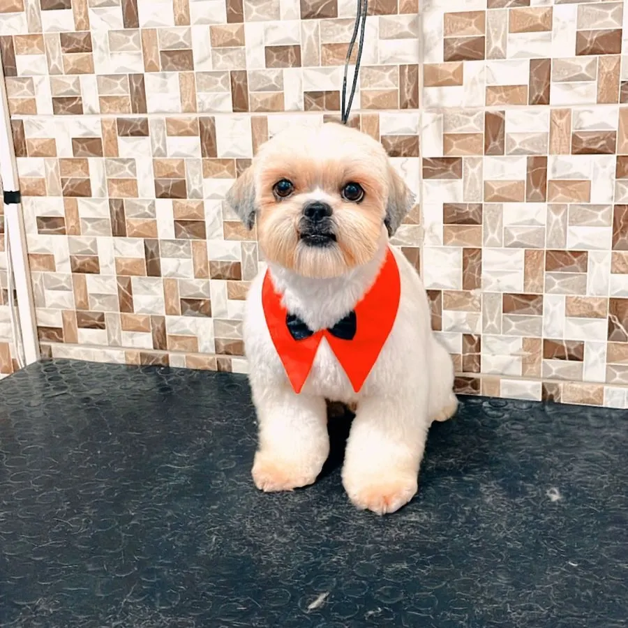 Royal Pet — foto 1