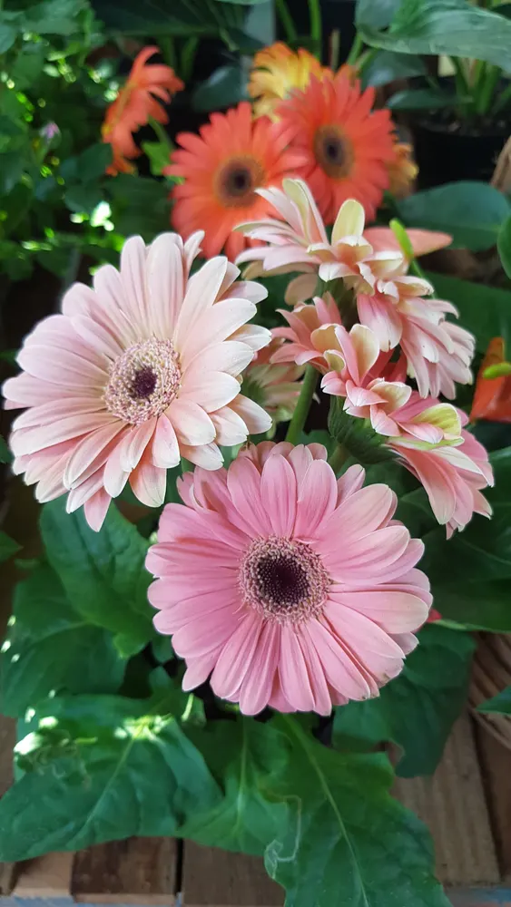 VIVEIRO O JARDINEIRO — foto 1