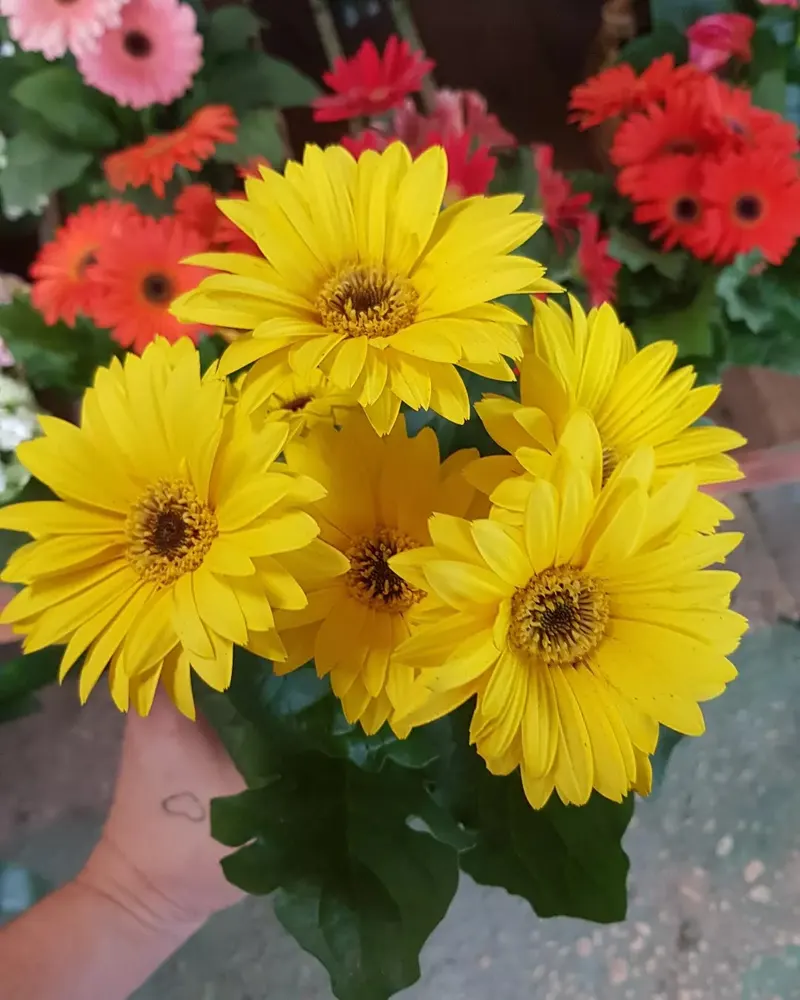 VIVEIRO O JARDINEIRO — foto 3