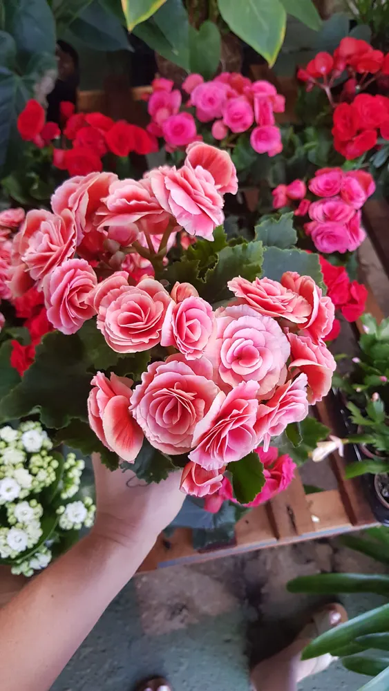 VIVEIRO O JARDINEIRO — foto 4