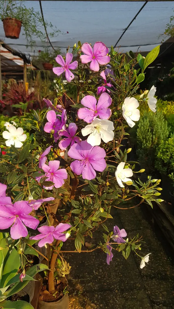 VIVEIRO O JARDINEIRO — foto 5