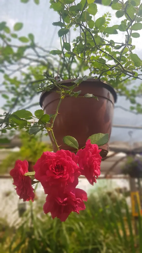 VIVEIRO O JARDINEIRO — foto 6