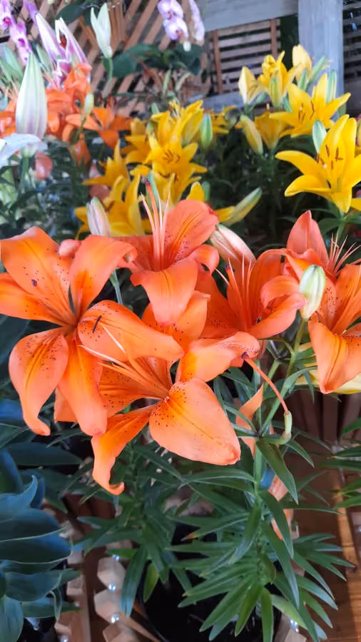 Viveiro São Paulo
