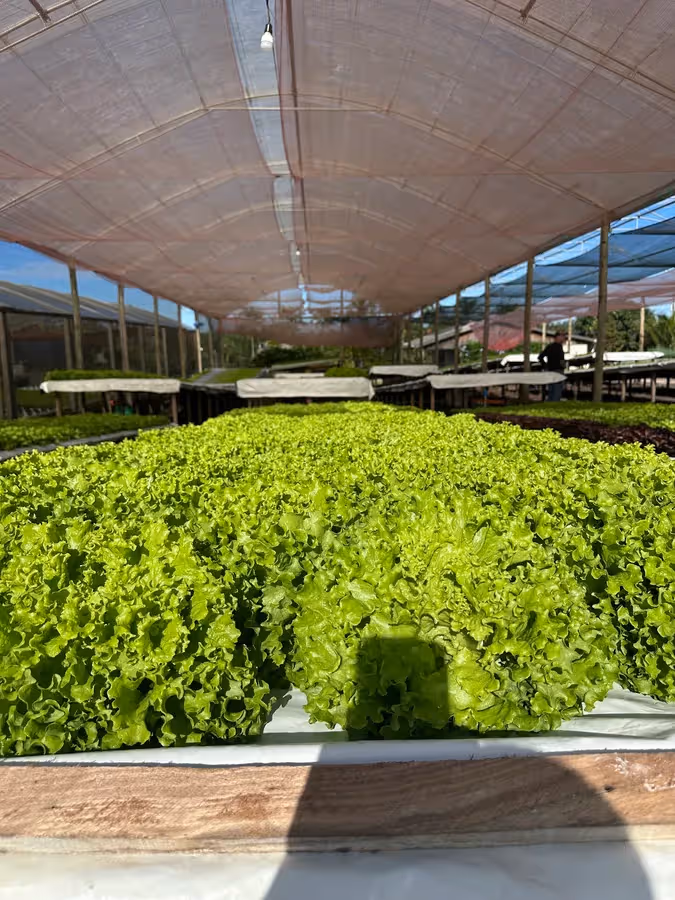 Viver Bem Aquaponia (verduras e folhas especiais)